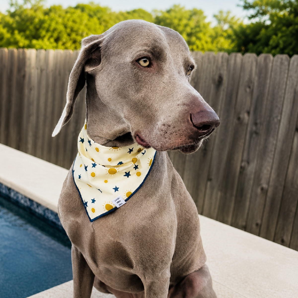 cotton bandana suns and stars