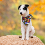 dog in black floral bandana