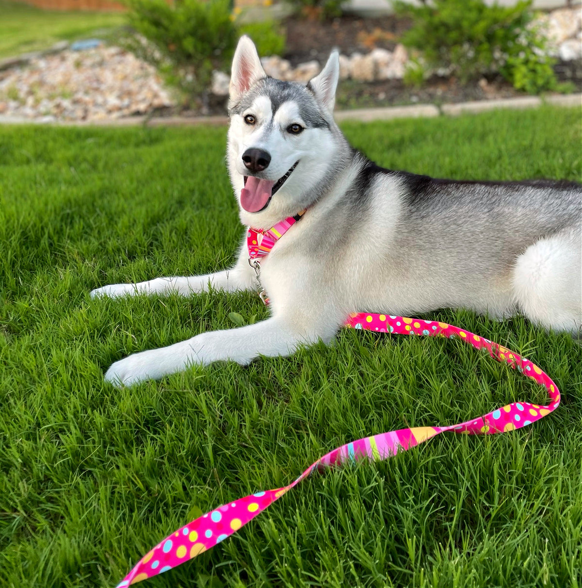 Molly Dog Collar