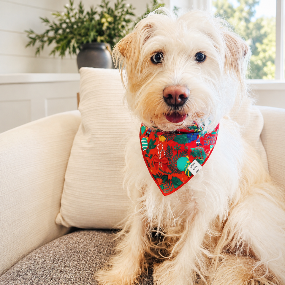 fritz holiday bandana on dog 
