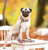 Martingale Collar Bundle - Wholesale
