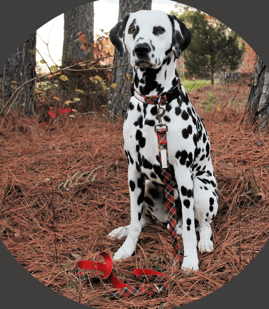 red plaid holiday dog collar and leash on dalmatian
