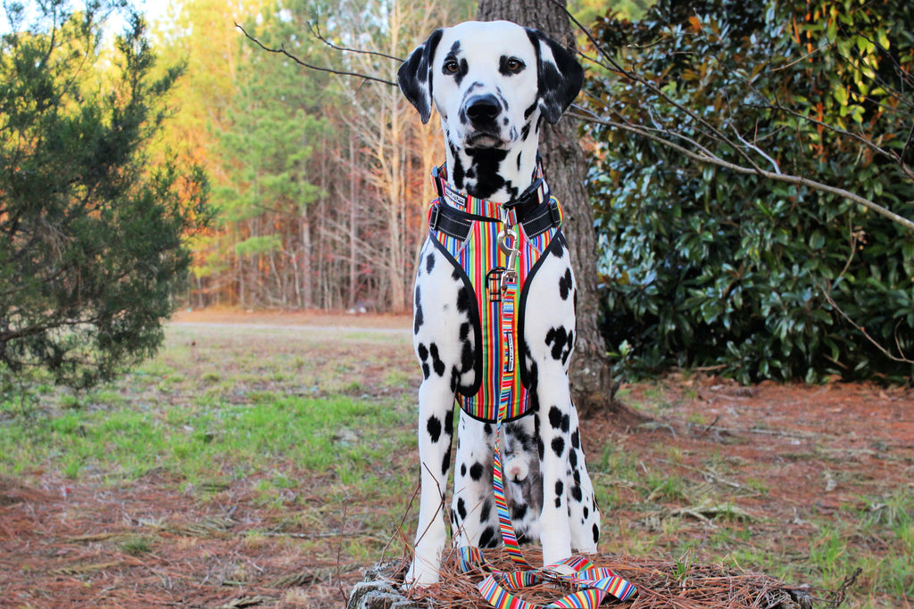 rainbow striped easy walker dog harness and leash on dalmatian outside