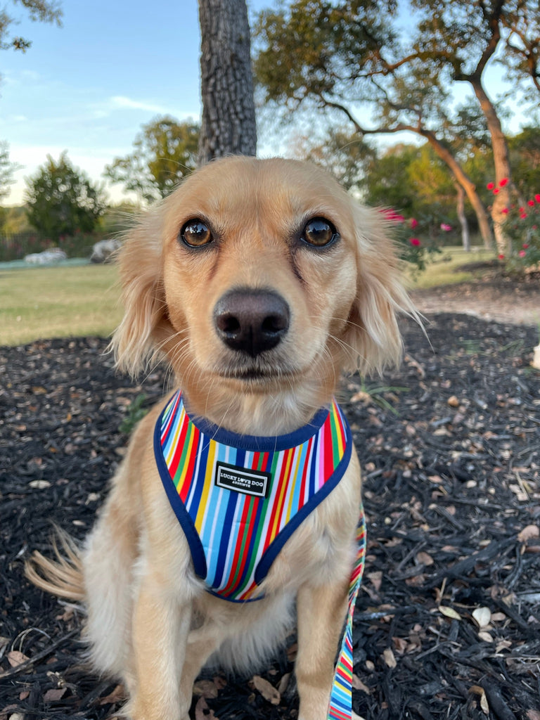 rainbow striped vest on tan dog