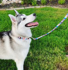 nautical striped dog collar and leash on husky