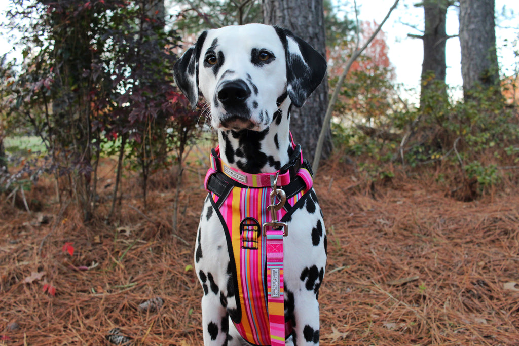pink striped female dog harness matching leash and collar on dalmatian in woods