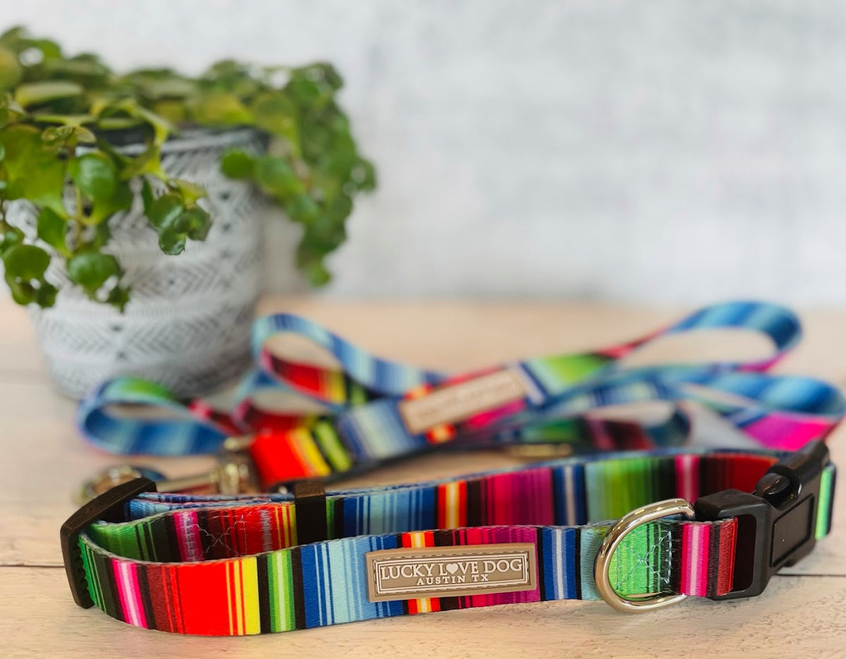 fiesta dog collar and leash close up