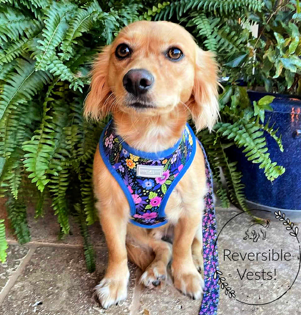 purple floral reversible dog vest on cute dog