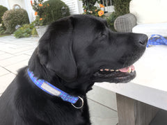 Black Labrador in a blue plaid dog collar outdoors.