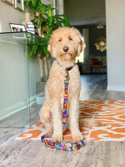 Goldendoodle wearing a colorful floral Lucky Love Dog collar and leash indoors.