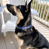 Dog sitting on a deck with a beach view in the background