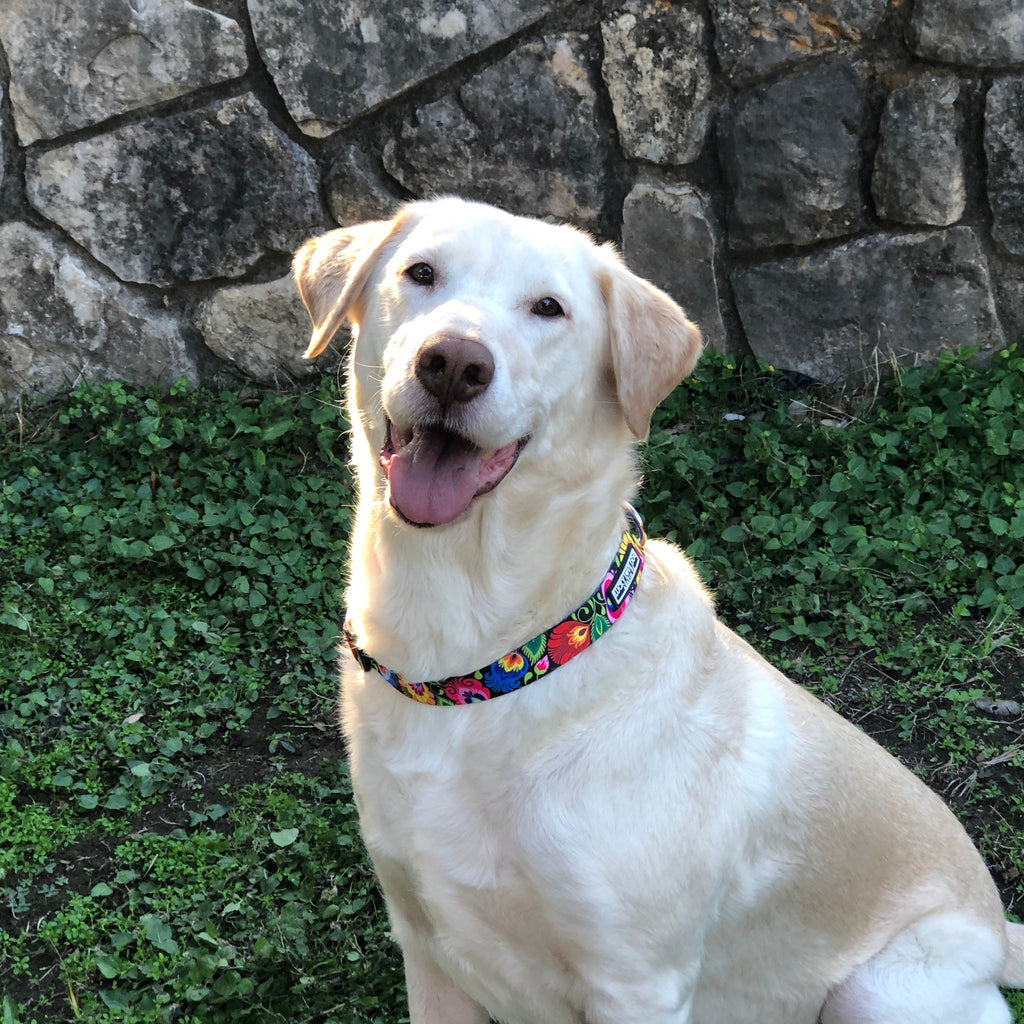 cute tan rescue dog smiling with flower dog collar outside