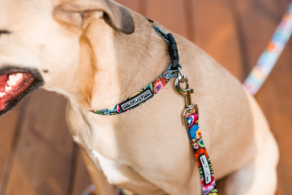 floral dog collar and leash on tan dog