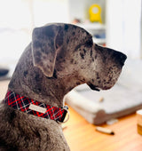 red plaid wide dog collar on cute dog