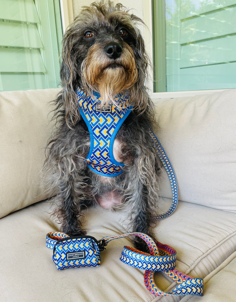 orange and blue geometric modern dog accessories on scruffy dog