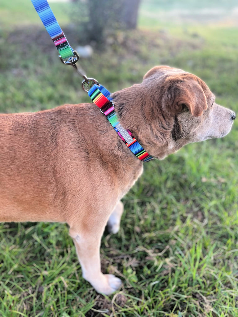 cute fiesta striped martingale dog collar and leash on dog named nacho