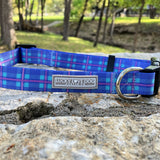 blue aqua violet cute classic dog collar in park