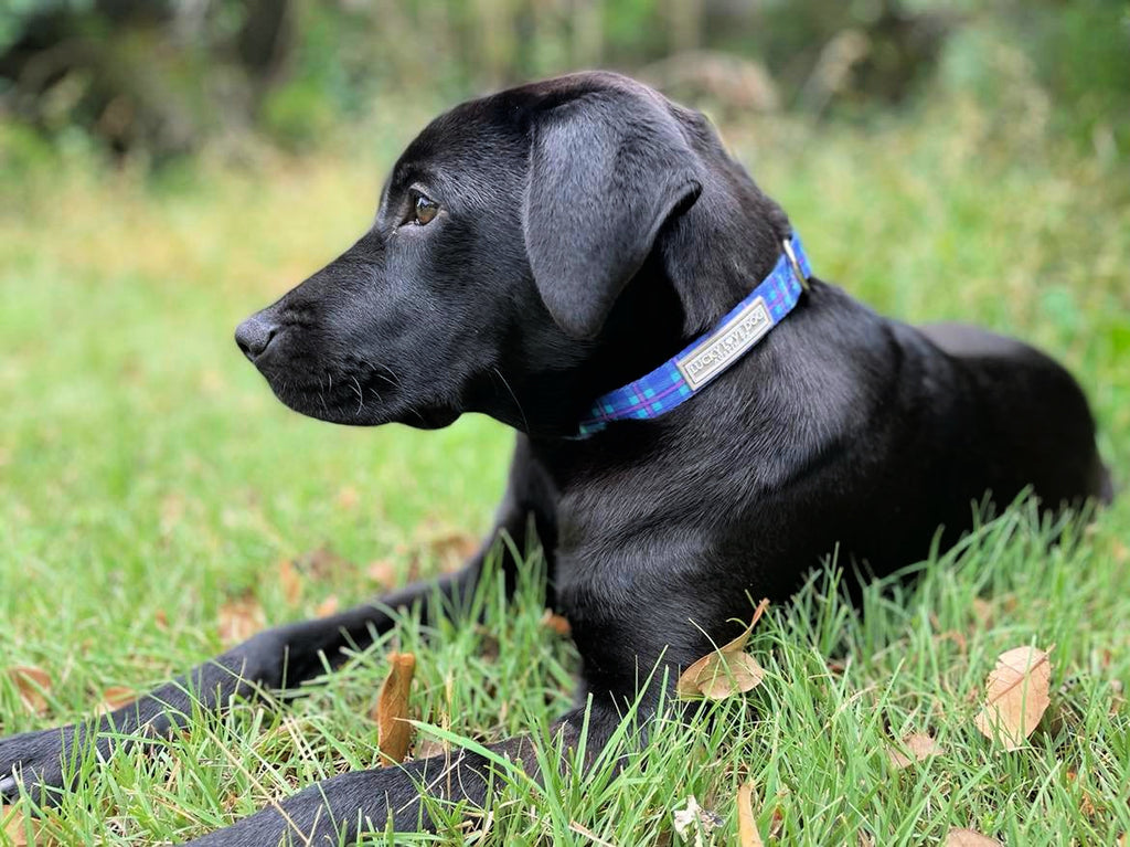 blue aqua violet cute dog collar on black rescue puppy