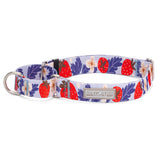 strawberry martingale dog collar on white