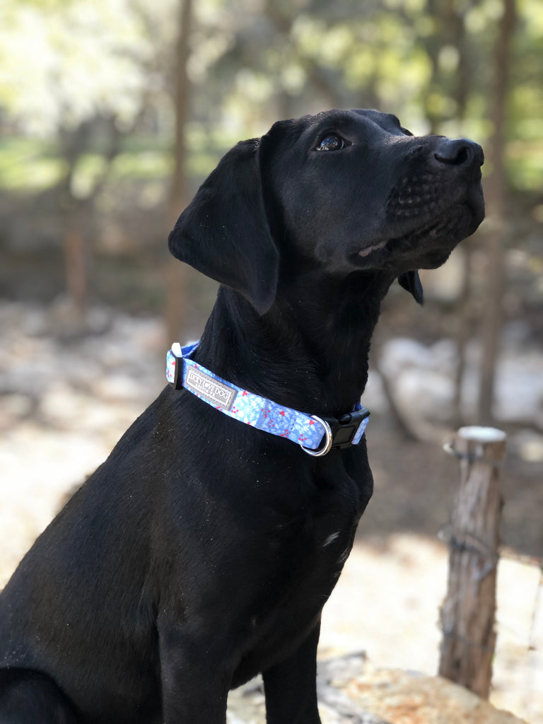 winter blue dog collar on black lab