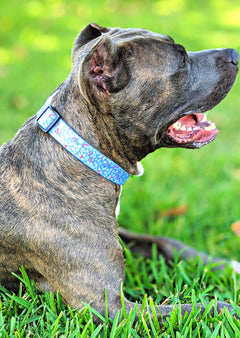holly berry dog collar